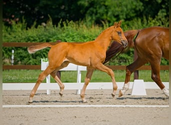 Hanoverian, Mare, , Chestnut