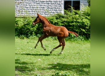 Hanoverian, Mare, Foal (03/2024), Chestnut