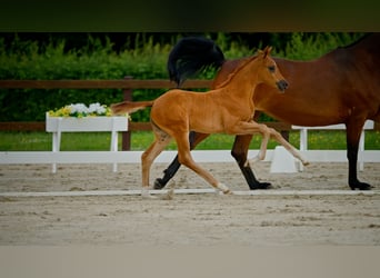 Hanoverian, Mare, , Chestnut
