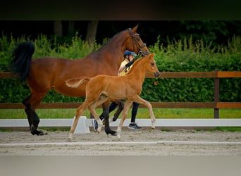 Hanoverian, Mare, , Chestnut