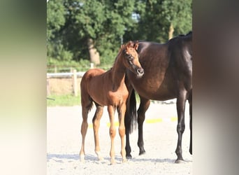 Hanoverian, Mare, Foal (04/2024), Chestnut