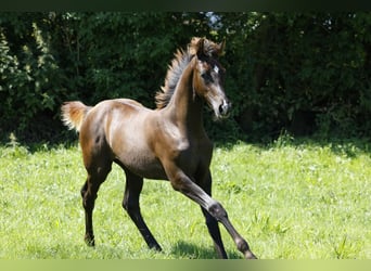 Hanoverian, Mare, Foal (03/2024), Chestnut