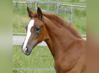 Hanoverian, Mare, Foal (03/2025), Chestnut
