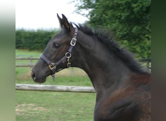 Hanoverian, Mare, Foal (03/2025), Chestnut