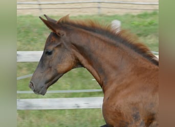 Hanoverian, Mare, Foal (03/2025), Chestnut