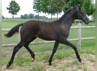 Hanoverian, Mare, Foal (03/2025), Chestnut