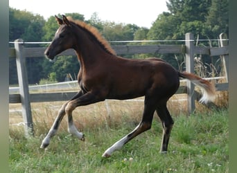 Hanoverian, Mare, Foal (03/2025), Chestnut