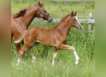 Hanoverian, Mare, Foal (03/2025), Chestnut