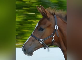 Hanoverian, Mare, Foal (03/2025), Chestnut