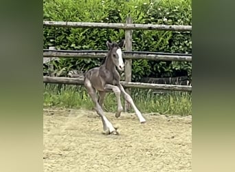 Hanoverian, Mare, Foal (06/2025), Chestnut