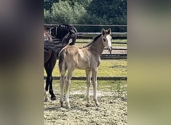 Hanoverian, Mare, Foal (06/2025), Chestnut