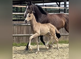 Hanoverian, Mare, Foal (06/2025), Chestnut