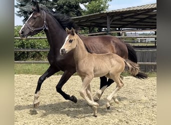 Hanoverian, Mare, Foal (06/2025), Chestnut