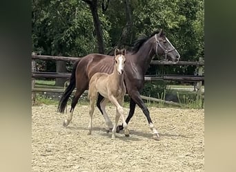 Hanoverian, Mare, Foal (06/2025), Chestnut