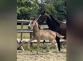 Hanoverian, Mare, Foal (06/2025), Chestnut