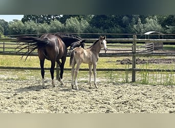 Hanoverian, Mare, Foal (06/2025), Chestnut