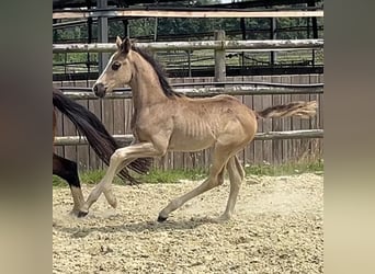 Hanoverian, Mare, Foal (06/2025), Chestnut