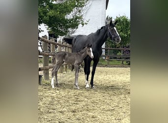 Hanoverian, Mare, Foal (06/2025), Chestnut
