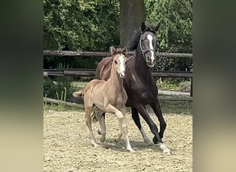 Hanoverian, Mare, Foal (06/2025), Chestnut