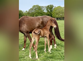 Hanoverian, Mare, Foal (05/2026), Chestnut