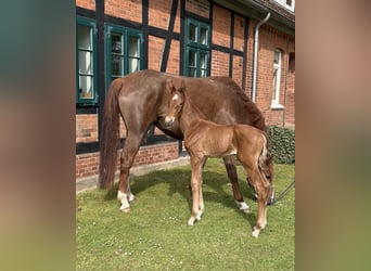 Hanoverian, Mare, Foal (05/2026), Chestnut