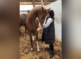 Hanoverian, Mare, Foal (01/2026), Chestnut