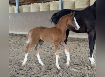 Hanoverian, Mare, Foal (04/2025), Chestnut