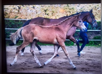 Hanoverian, Mare, Foal (05/2023), Chestnut-Red