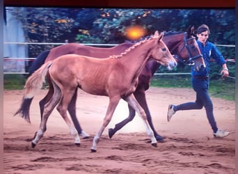 Hanoverian, Mare, Foal (05/2023), Chestnut-Red