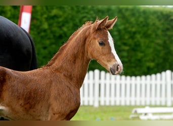 Hanoverian, Mare, , Chestnut-Red