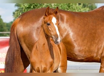 Hanoverian, Mare, , Chestnut-Red