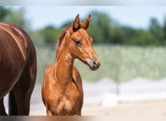Hanoverian, Mare, Foal (06/2026), Chestnut-Red