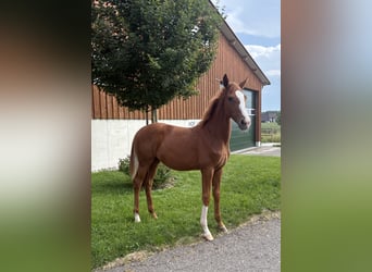 Hanoverian, Mare, Foal (02/2025), Chestnut-Red
