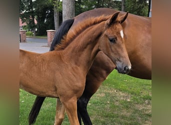 Hanoverian, Mare, Foal (05/2026), Chestnut-Red
