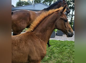 Hanoverian, Mare, Foal (05/2026), Chestnut-Red