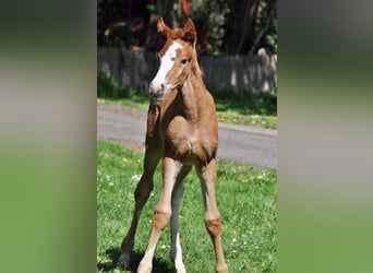 Hanoverian, Mare, , Chestnut-Red