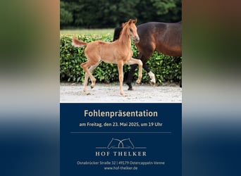 Hanoverian, Mare, , Chestnut-Red