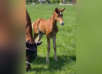 Hanoverian, Mare, , Chestnut-Red