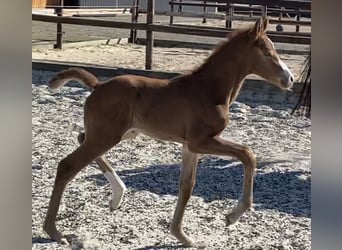 Hanoverian, Mare, , Chestnut-Red