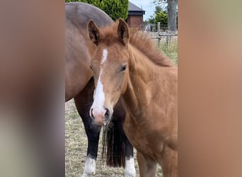 Hanoverian, Mare, , Chestnut-Red