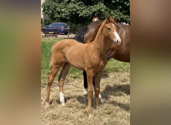 Hanoverian, Mare, , Chestnut-Red