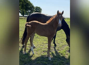 Hanoverian, Mare, , Chestnut-Red
