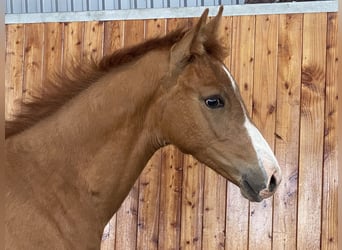 Hanoverian, Mare, , Chestnut-Red
