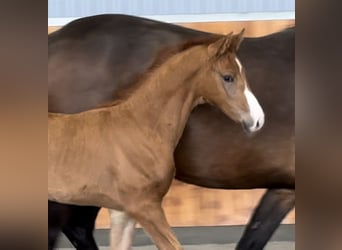 Hanoverian, Mare, , Chestnut-Red