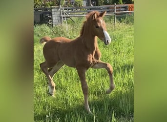 Hanoverian, Mare, , Chestnut-Red