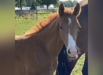 Hanoverian, Mare, , Chestnut-Red