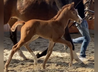 Hanoverian, Mare, , Chestnut-Red