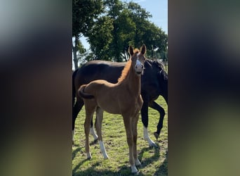 Hanoverian, Mare, , Chestnut-Red