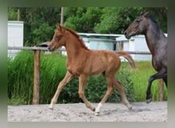 Hanoverian, Mare, Foal (04/2025), Chestnut-Red