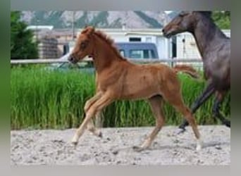 Hanoverian, Mare, Foal (04/2025), Chestnut-Red